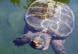 肌醇——魚、蝦飼料的能量補(bǔ)給站！